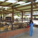 양평양떼목장 이미지