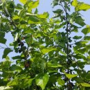 왕자농장 이미지