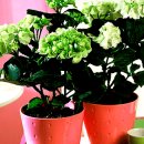 안의꽃사랑 이미지