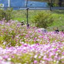 낙동강체육공원 자전거대여소 이미지
