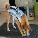 샤라의정원 펜션 | 가평 에스앤루나 진돗개 입장가능한 애견펜션