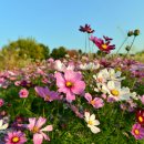 코스모스 이미지