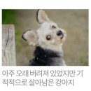 더 도그맘 이미지