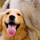 개털도사 이미지