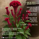 맨드라미 - 화성시 서촌길 25 | 맨드라미