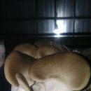 함박농장 이미지