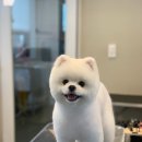 보성애견 이미지