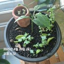 밍기적 백수지망생 근황글 (황금향 키우기, 일랜시아, 이북리더기 후기, 마라톤 연습..)