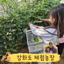 초록농장 | 강화도가볼만한곳 미타임강화 다양한 체험농장 후기