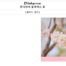 벚꽃테라피