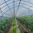 가나안농장2 이미지