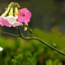 꽃담배 (Flowering Tobacco Plant) 이미지