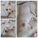 yes덴탈 | 강아지 덴탈껌 추천 - 편식견도 반할까요? 티지즈 아기상어 껌 후기