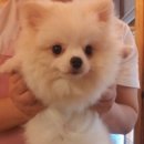 오원석 황금동물병원 이미지