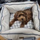 라지독스 이미지