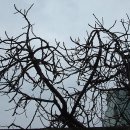 덩쿨여관 이미지