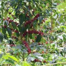 엘 농장 이미지