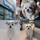 무거동 강아지 미용실 | 울산 무거동 애견미용 잘하는 곳 파피포우 말티즈 위생미용 후기