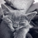 행복한 고양이 이미지