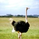 오스트리치안경 이미지