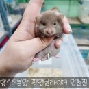 펫엔글라이더 인천점 이미지