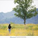 북면수변공원(야구장) 이미지