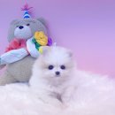 내품안의반려견광명점 이미지