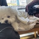 평촌나무동물병원 이미지