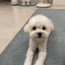 꿈꾸는 댕 이미지