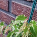 타이니젬 이미지