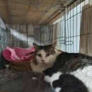 형제그린 이미지