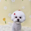 그루밍 105 이미지