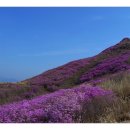 진달래주유소 이미지