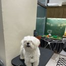 핫도그애견샵 | 광주애견미용 | 첨단애견미용 핫도그 펫살롱 말티즈 미용 후기