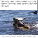 천연기념물 '점박이 물범' 동해 어달리 출현 이미지