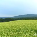 농업회사법인제주오라(유) 이미지