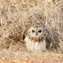 천연기념물 제324-4호. ... 쇠부엉이[short-eared owl] 이미지