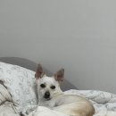 쿠라시온안마원 이미지