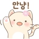 노이펫강아지고양이분양