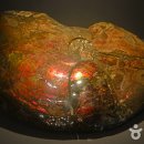 포항바다화석박물관 이미지