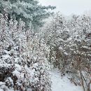 목화밭