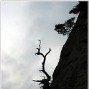 산의향기 이미지