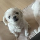 영풍치킨 모란점 | 3월 모음집