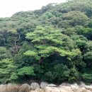 완도 주도 상록수림 이미지