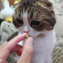골든캣 | 갓 지은 밥처럼 신선해서 맛있는 푸드, 가장 맛있는 시간 30일, 캣 그레인프리 크런치 연어 어덜트