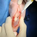 한솔동물병원 | 강아지슬개골 탈구 수술 비용,왜 병원마다 다를까? (홈케어 포함)