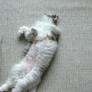 고양이미용사 임서영 이미지