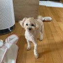 대추밭약국 | 41세 노산 AMH 0.6 받고 자연임신 성공 안착균 5개월후기 (임테기 O)