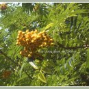 마가목 나무 : 열매 한방 효능 이미지
