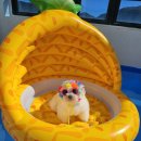 소중한 너라서 | [기장 정관] 정관 강아지유치원 소중한너라서 기장 정관 강아지 유치원 추천